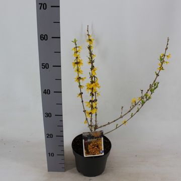 Forsythia x intermedia 'Mindor'