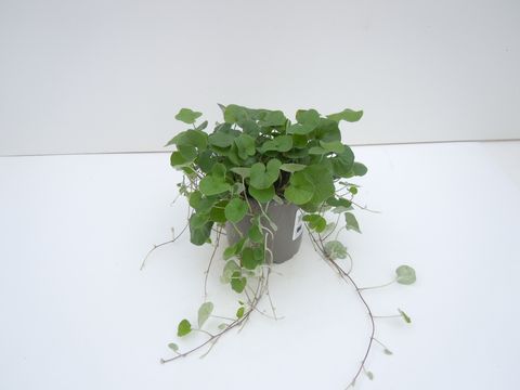 Dichondra argentea 'Silver Falls'