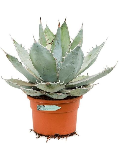 Agave titanota 'Blue Ice'