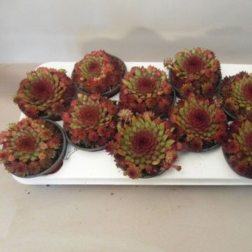 Sempervivum 'Othello'