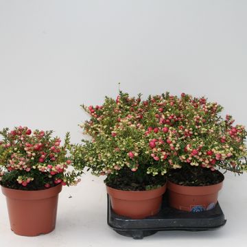 Gaultheria mucronata