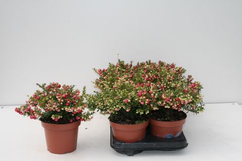 Gaultheria mucronata