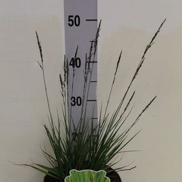 Molinia caerulea 'Edith Dudszus'