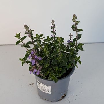 Nepeta 'Cats Pajamas'