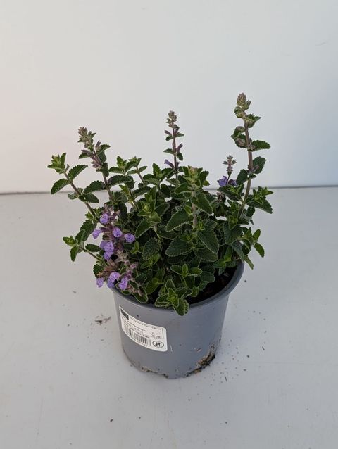 Nepeta 'Cats Pajamas'