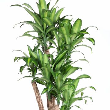 Dracaena fragrans 'Massangeana'