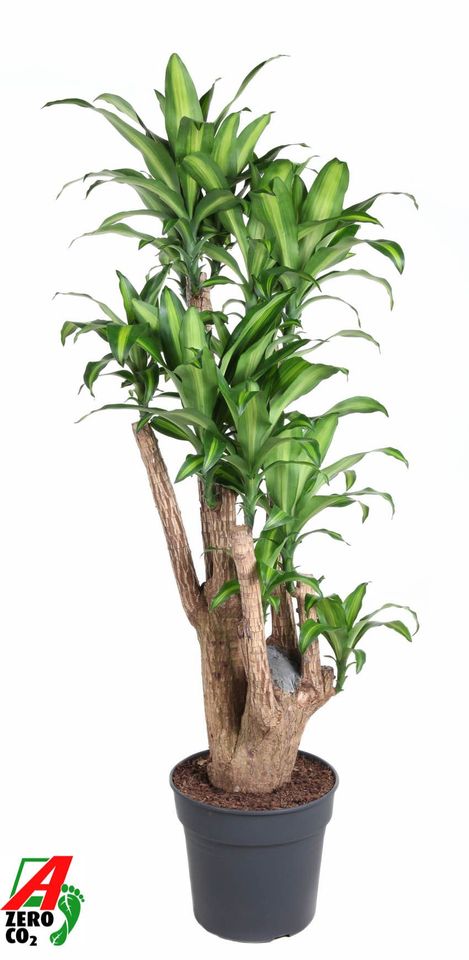 Dracaena fragrans 'Massangeana'