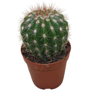 Notocactus ottonis