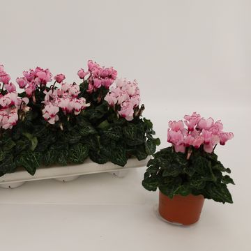 Цикламен персидский METIS VICTORIA OUTSTANDING