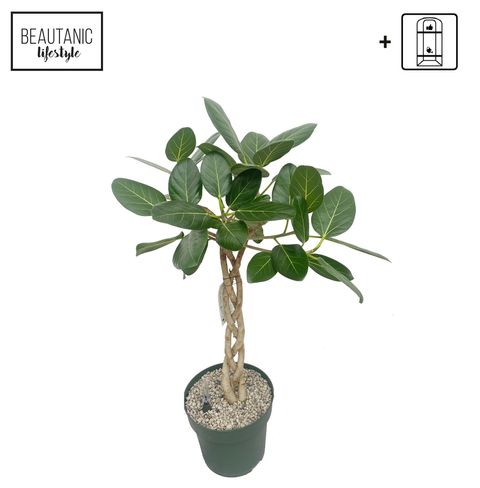 Ficus altissima