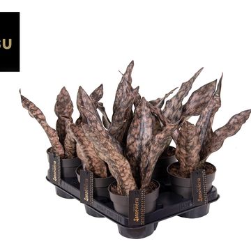 Sansevieria 'Star Canyon Granite'