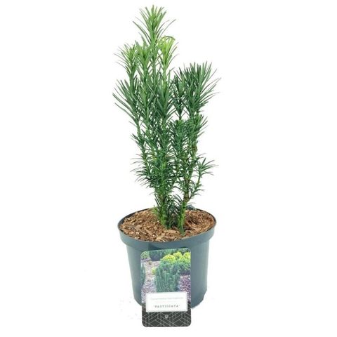 Cephalotaxus harringtonii 'Fastigiata'