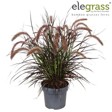 Pennisetum advena 'Tiny Tails'