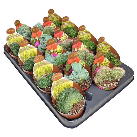 Cactus CRISTATA MIX