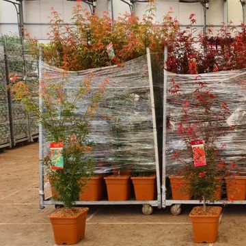 Acer palmatum MIX