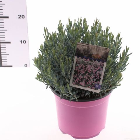 Andromeda polifolia 'Blue Lagoon'