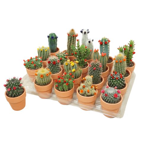 Cactus MIX