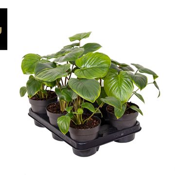 Homalomena rubescens