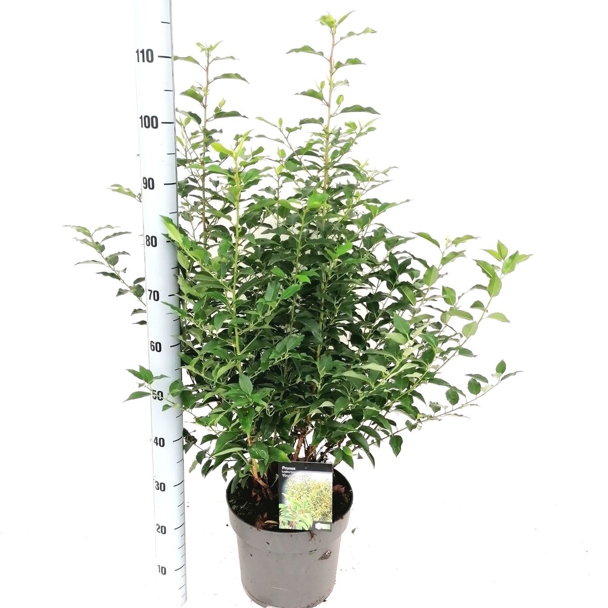 Prunus Lusitanica 'angustifolia' — Plant Wholesale Floraccess