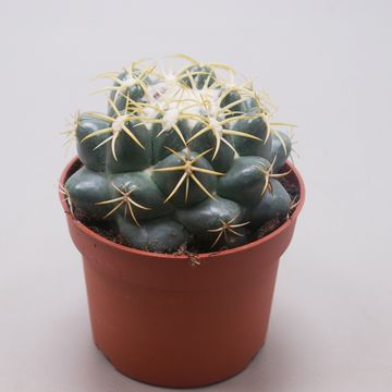 Coryphantha elephantidens