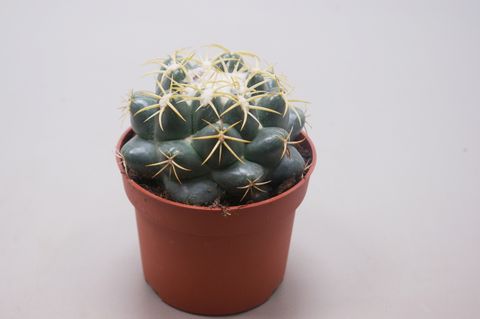 Coryphantha elephantidens