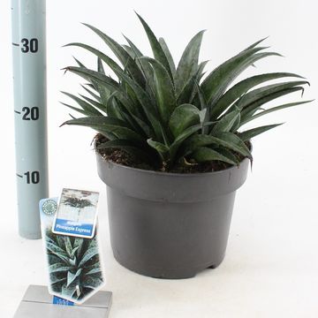 x Mangave 'Pineapple Express'