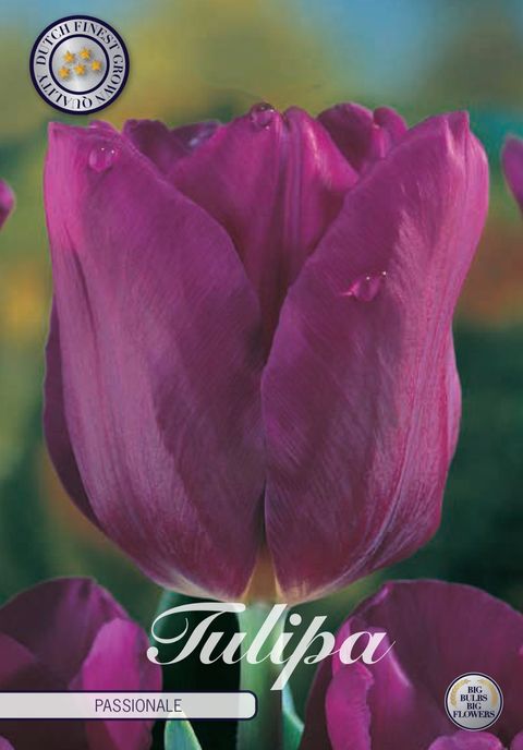 Tulipa 'Passionale'