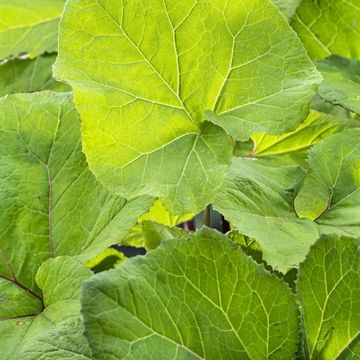 Petasites hybridus