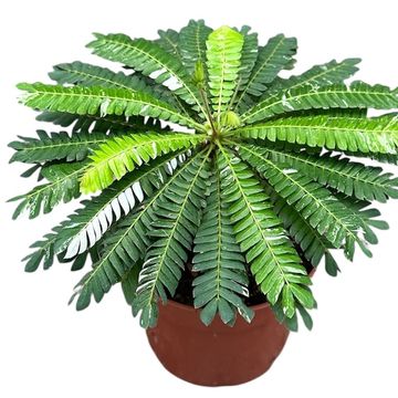 Biophytum sensitivum 'Variegata'