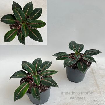 Impatiens morsei 'Velvetea'