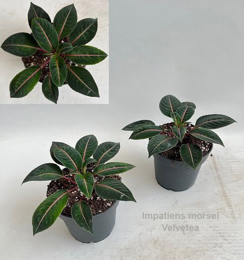 Impatiens morsei 'Velvetea'