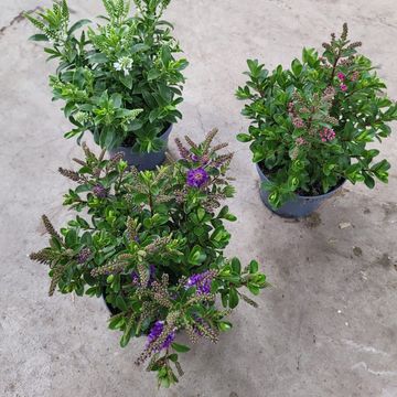 Hebe ALL BLOOMS MIX