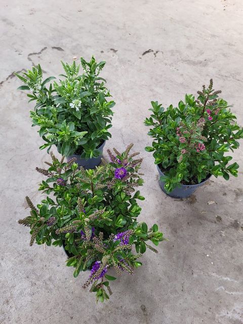 Hebe ALL BLOOMS MIX