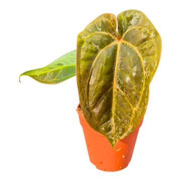 Anthurium carlablackiae x Anthurium papillilaminum 'Grim Reaper'