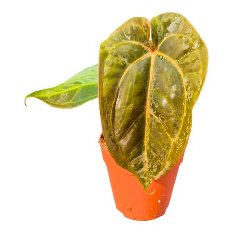 Anthurium carlablackiae x Anthurium papillilaminum 'Grim Reaper'