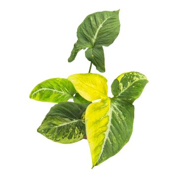 Syngonium 'Scrambled Eggs'