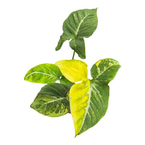 Syngonium 'Scrambled Eggs'