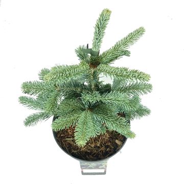 Abies lasiocarpa 'Argentea'