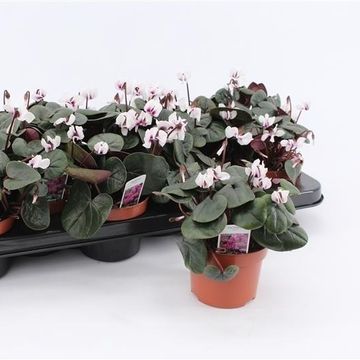 Cyclamen coum