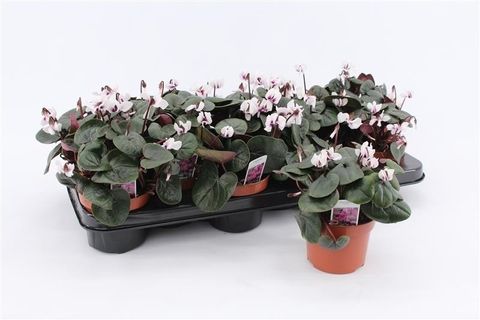 Cyclamen coum