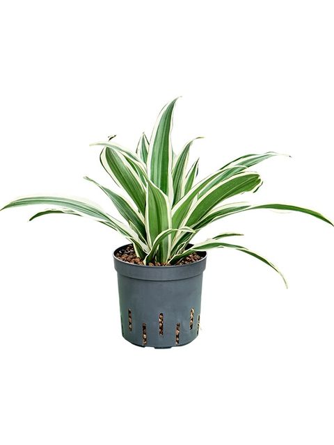 Dracaena fragrans 'White Stripe'