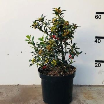 Ilex aquifolium 'Alaska'