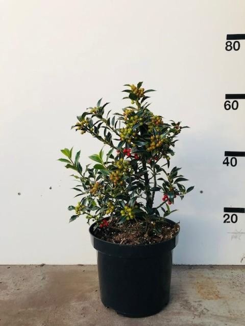 Ilex aquifolium 'Alaska'