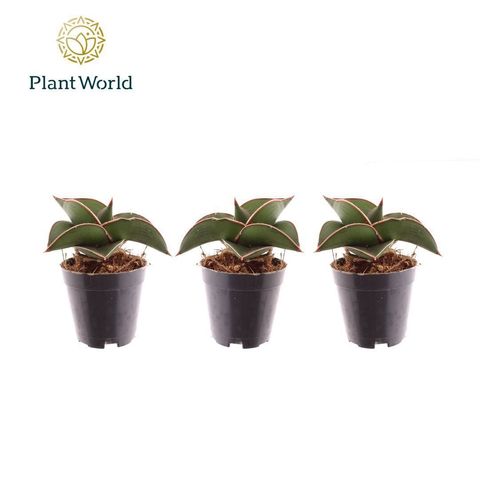 Sansevieria 'Samurai Compacta'