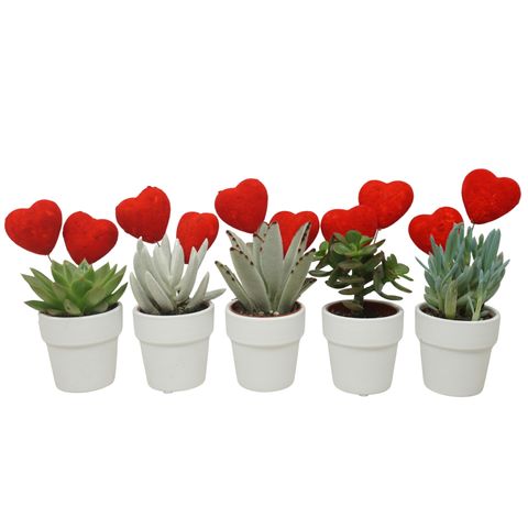 Succulents MIX IN POT