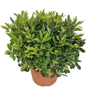 Pittosporum tobira 'Nanum'