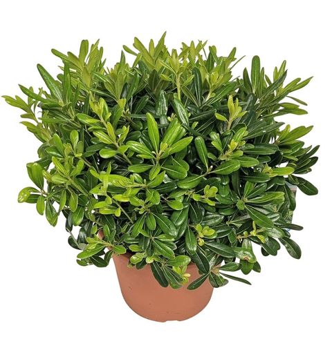 Pittosporum tobira 'Nanum'
