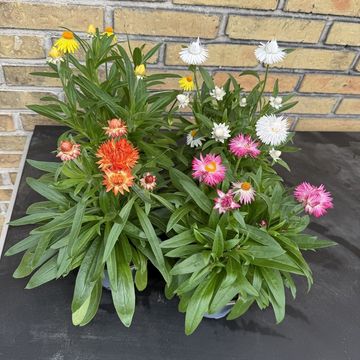 Bracteantha MIX