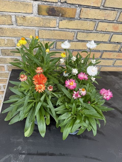 Bracteantha MIX