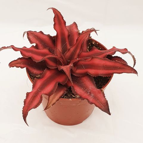 Cryptanthus bivittatus 'Red Star' (Handelskwekerij van der Velden)